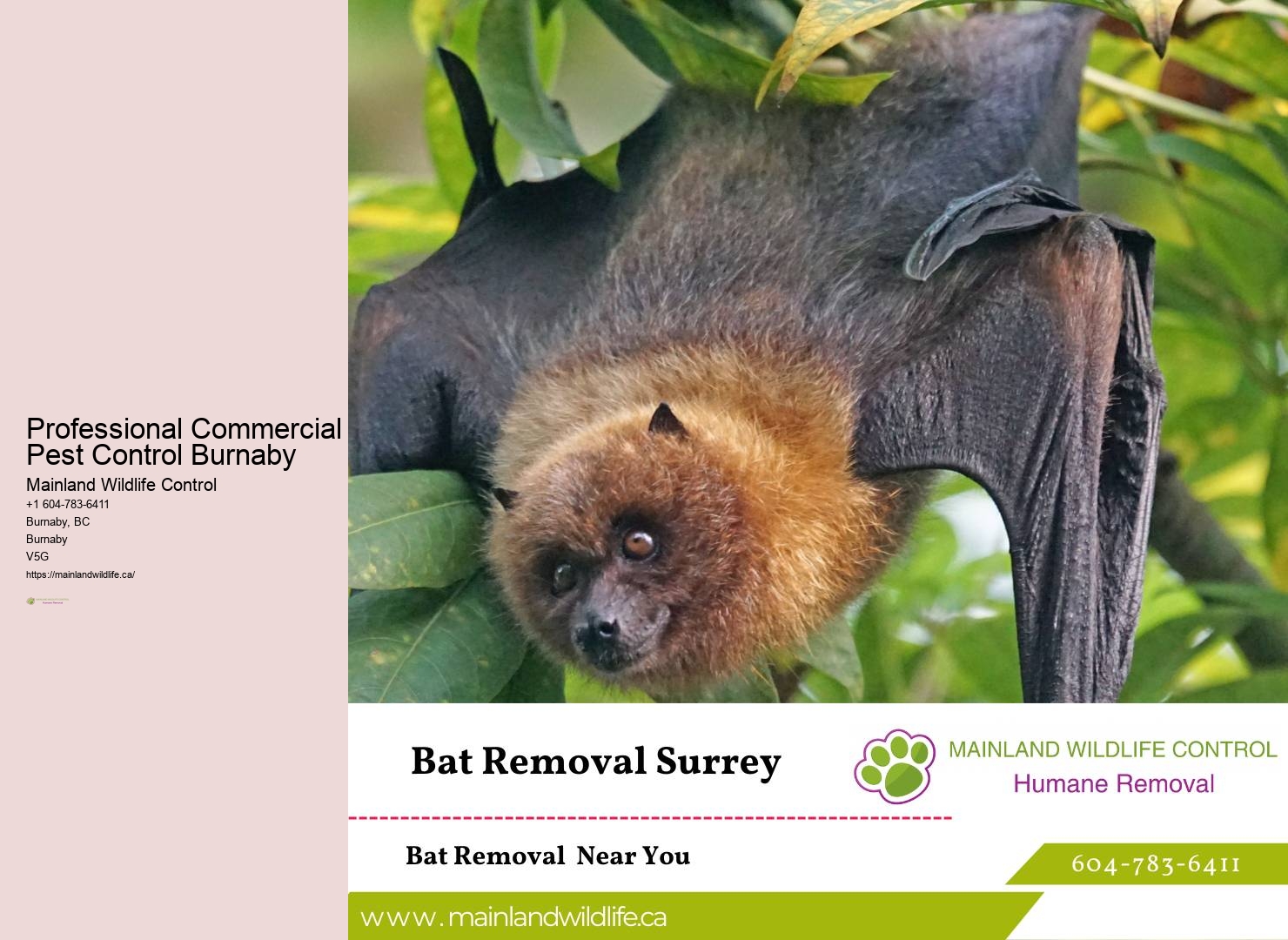 Expert Residential Pest Removal Burnaby
