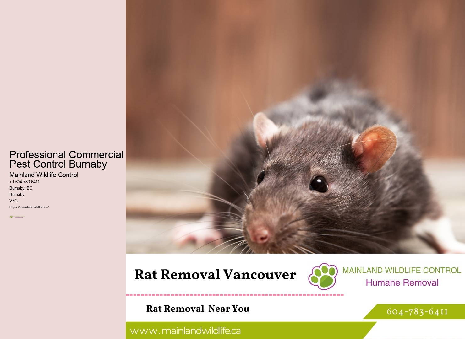 Trusted Eco-conscious Pest Extermination Burnaby